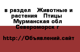  в раздел : Животные и растения » Птицы . Мурманская обл.,Североморск г.